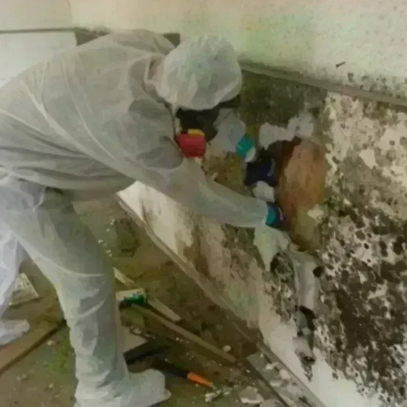 Mold Remediation and Removal in Clanton, AL